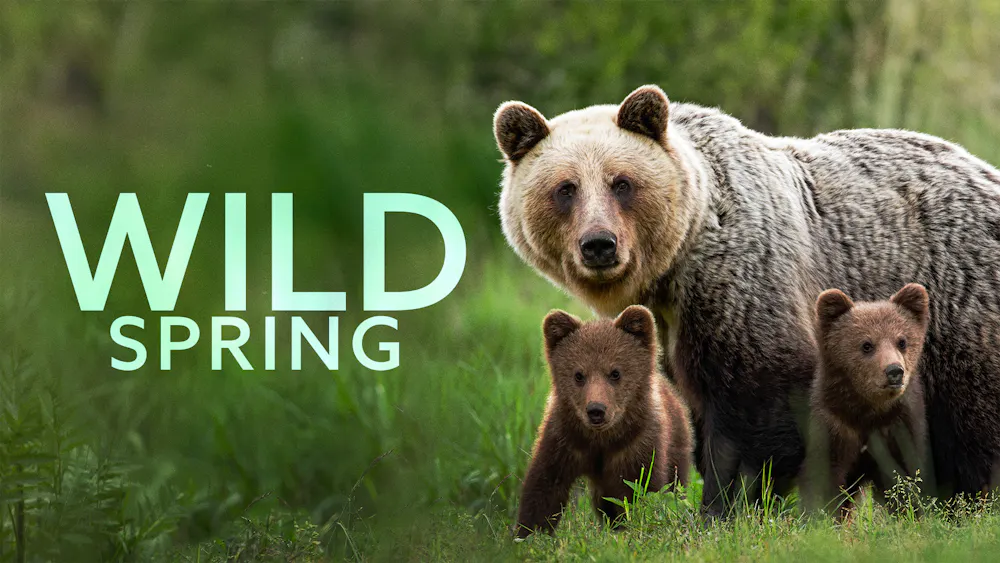 Wild Spring