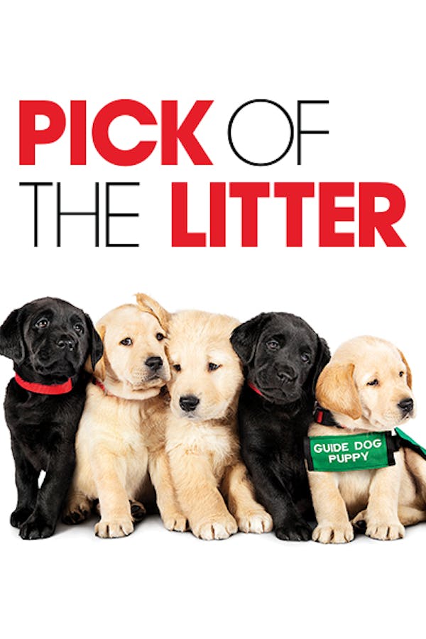 Pick of the Litter